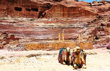 photo of camel sitting on brown sand near stone wall thumbnail