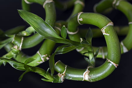selective focus photo of lucky bamboo thumbnail