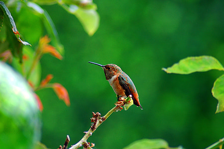 green and brown perched on green tree branch thumbnail