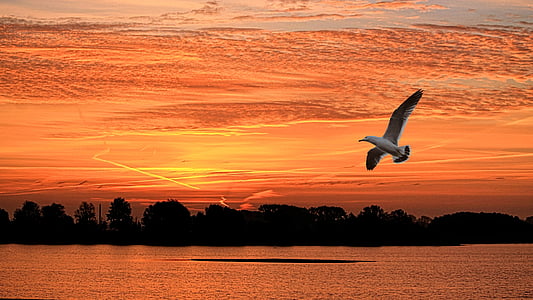 low angle photo of white seagull flying over large body of water thumbnail
