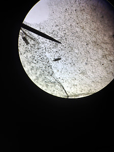 Microscope, Observed thumbnail