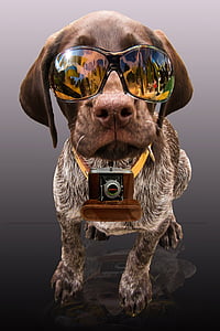 liver and white German shorthaired pointer puppy wearing sunglasses thumbnail