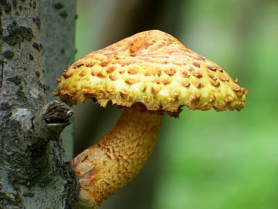 yellow mushroom on tree bark thumbnail