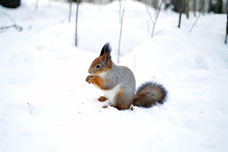 grey squirrel on snow while eating thumbnail