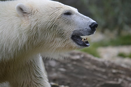 polar bear howling at daytime thumbnail