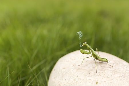green mantis on stone at daytime thumbnail
