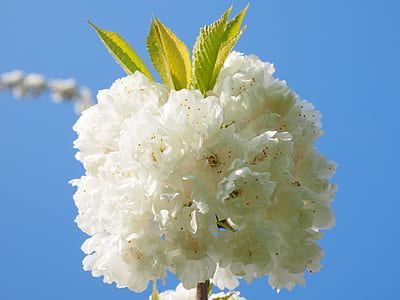 photography of white flowers thumbnail