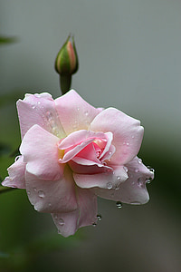 close-up photo of pink rose flower with water droplets thumbnail