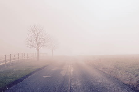 foggy roadway near fences and bare trees thumbnail