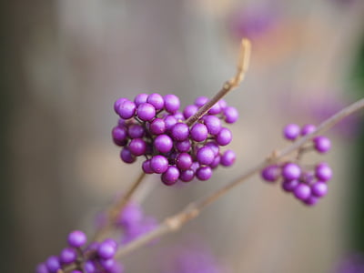 purple fruits thumbnail