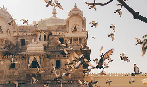 photo of birds flying together beside cathedral thumbnail