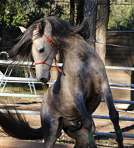 gray and black horse thumbnail