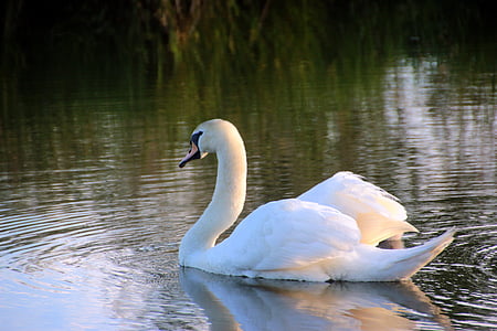 white swan on river thumbnail