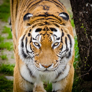 closeup photo of Bengal tiger thumbnail