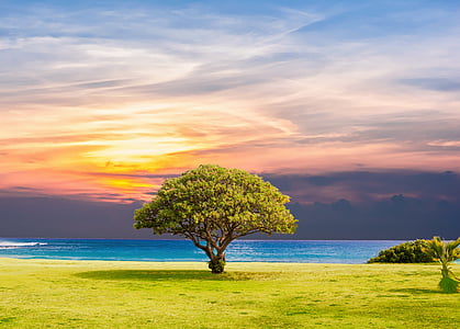 tree near body of water thumbnail