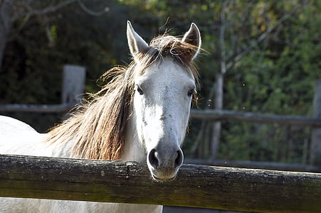 white horse near brown wooden fence thumbnail