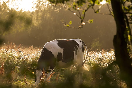 white and black cow eating in grass field during daytime thumbnail