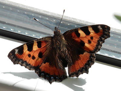 closeup photography of tortoiseshell butterfly perching on gray surface thumbnail