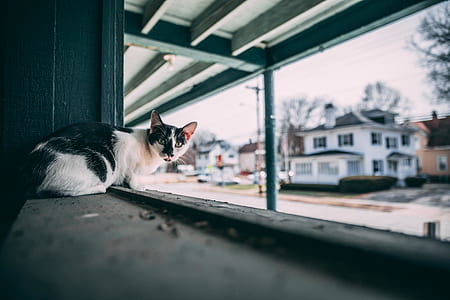 white and black cat on window thumbnail