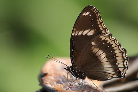 brown butterfly perching on brown and red surface thumbnail