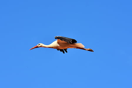 bird crane flying in the sky thumbnail