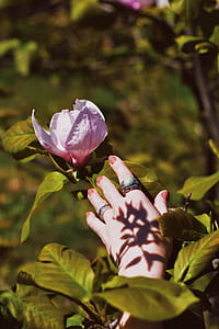 person's hand near pink petaled flower thumbnail