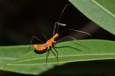 orange assassin bug thumbnail