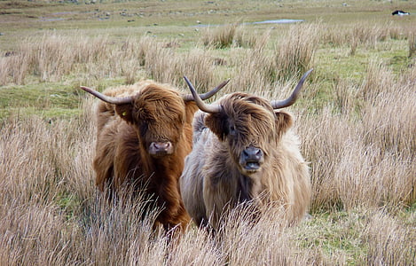 two brown cattles on brown grass field thumbnail