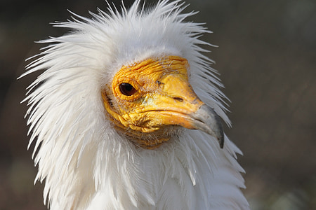close-up photo of yellow nose bird thumbnail