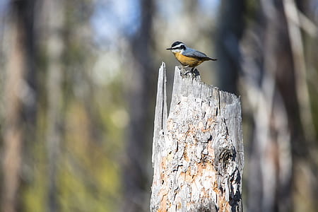 shallow focus photography of blue and yellow bird on tree trunk during daytime thumbnail