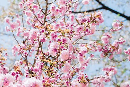 focus photography of pink blossom flowers thumbnail