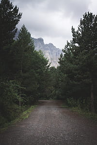 green leafed trees thumbnail