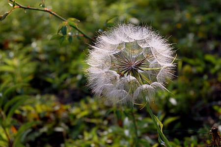 white dandelion flower in closeup phot thumbnail