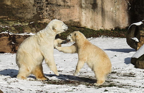 two white snow bears on white snow field thumbnail