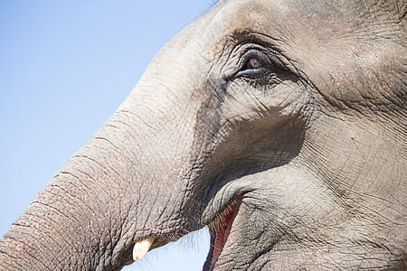gray elephant thumbnail