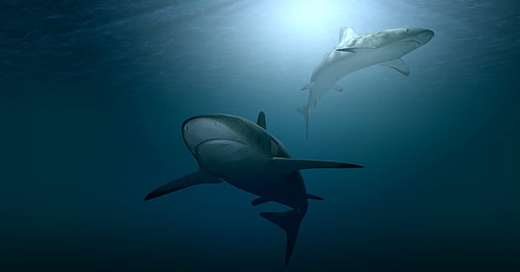 two sharks on water thumbnail