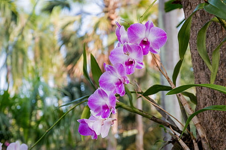 purple moth orchid flowers thumbnail