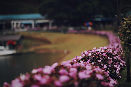 Macro Photography of Pink Flowers thumbnail