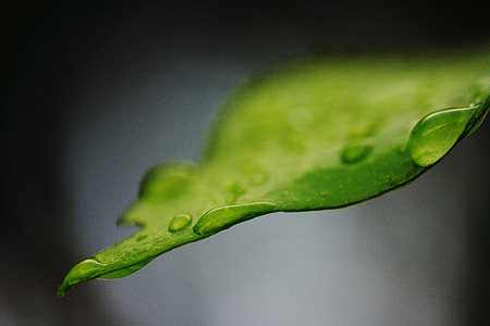 close-up photo of leaf with water dew thumbnail