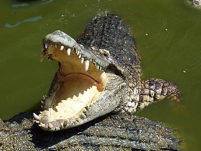 black crocodile thumbnail