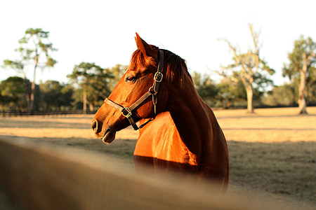 brown horse thumbnail