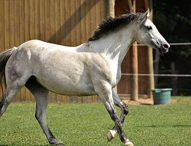 running white horse on green grass field during daytime thumbnail