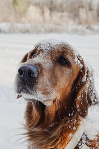 adult dark golden retriever covered with white snow thumbnail