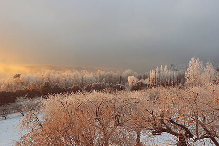 snow covered field near tall trees thumbnail