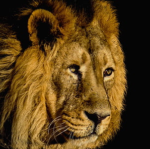 focus photo of lion thumbnail