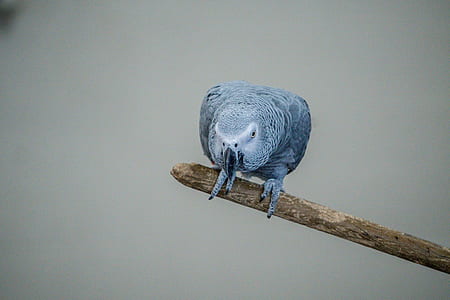 African Grey Parrot thumbnail