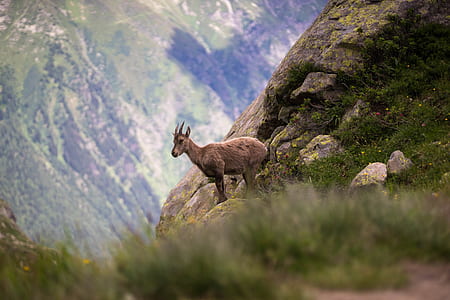 deer on mountain thumbnail
