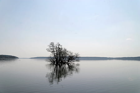 tree at the middle of body of water thumbnail