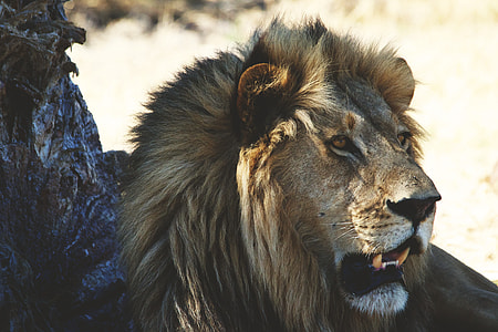 Closeup shot of a lion in Africa thumbnail