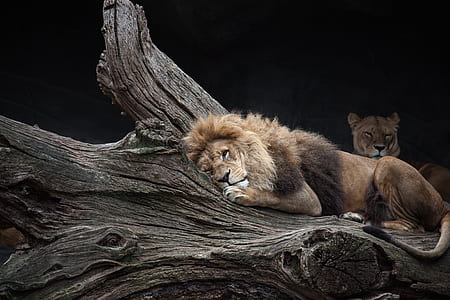 lion and tiger on brown trunk photo thumbnail